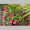 Fuchsia magellanica .JPG